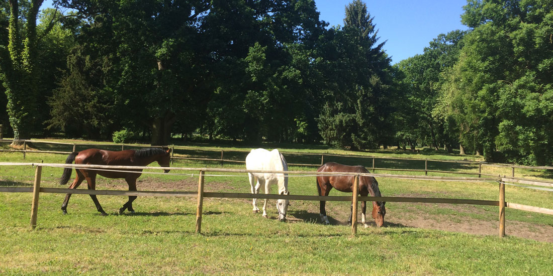Gut Burghof Pferdekoppel